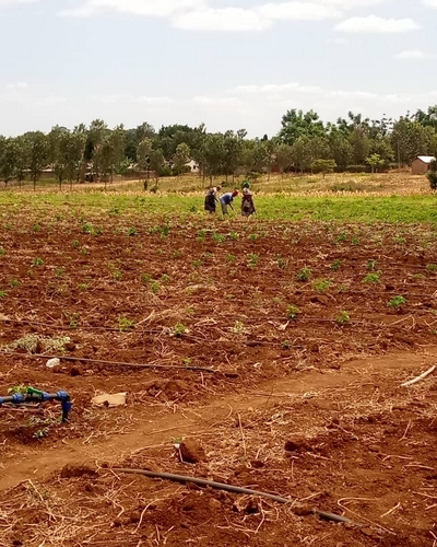 Chilli planting 400X500